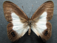 Adult Female Upper of Pied Ringlet - Hypocysta angustata angustata